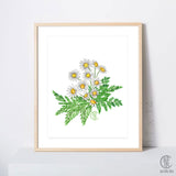 Daisy Fern