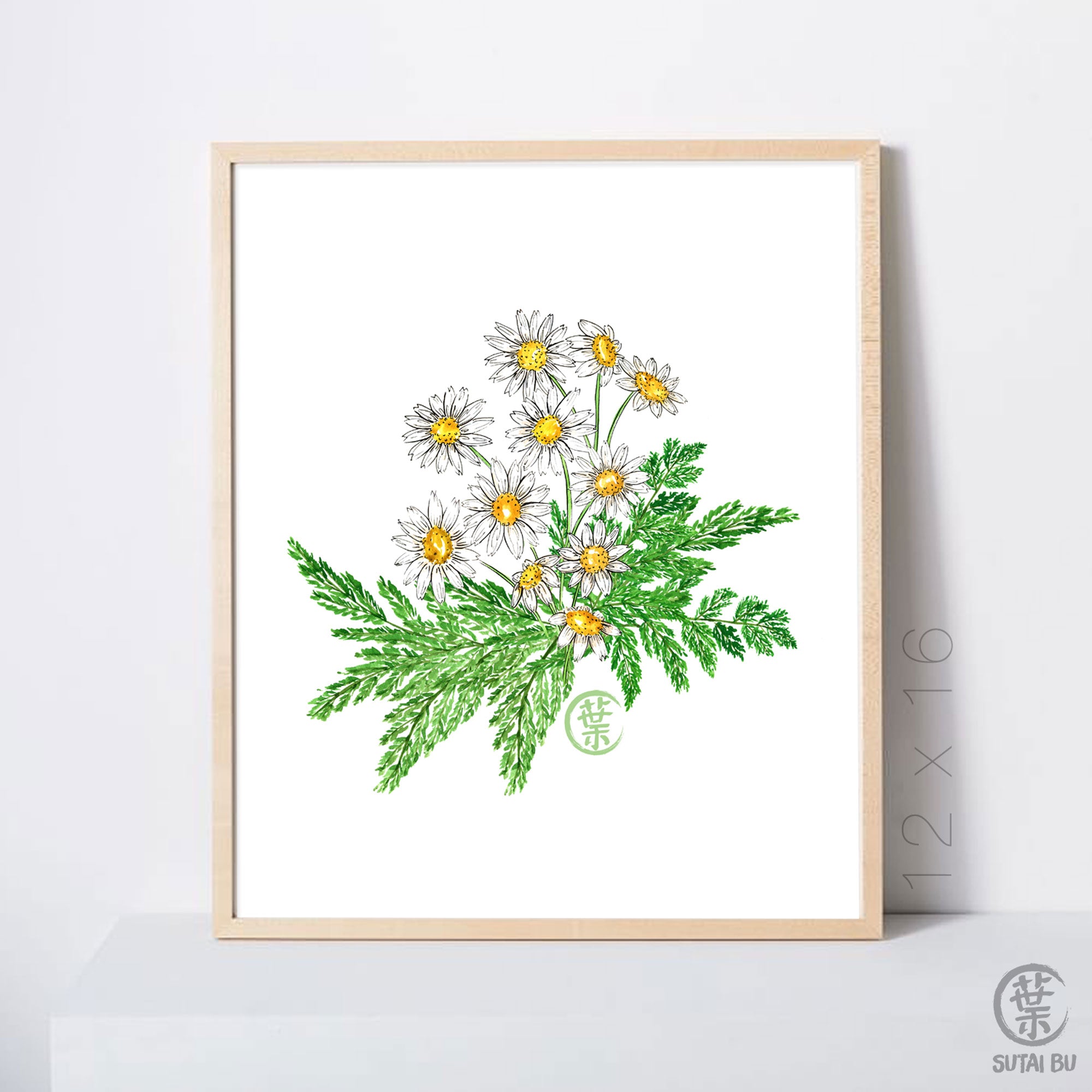 Daisy Fern