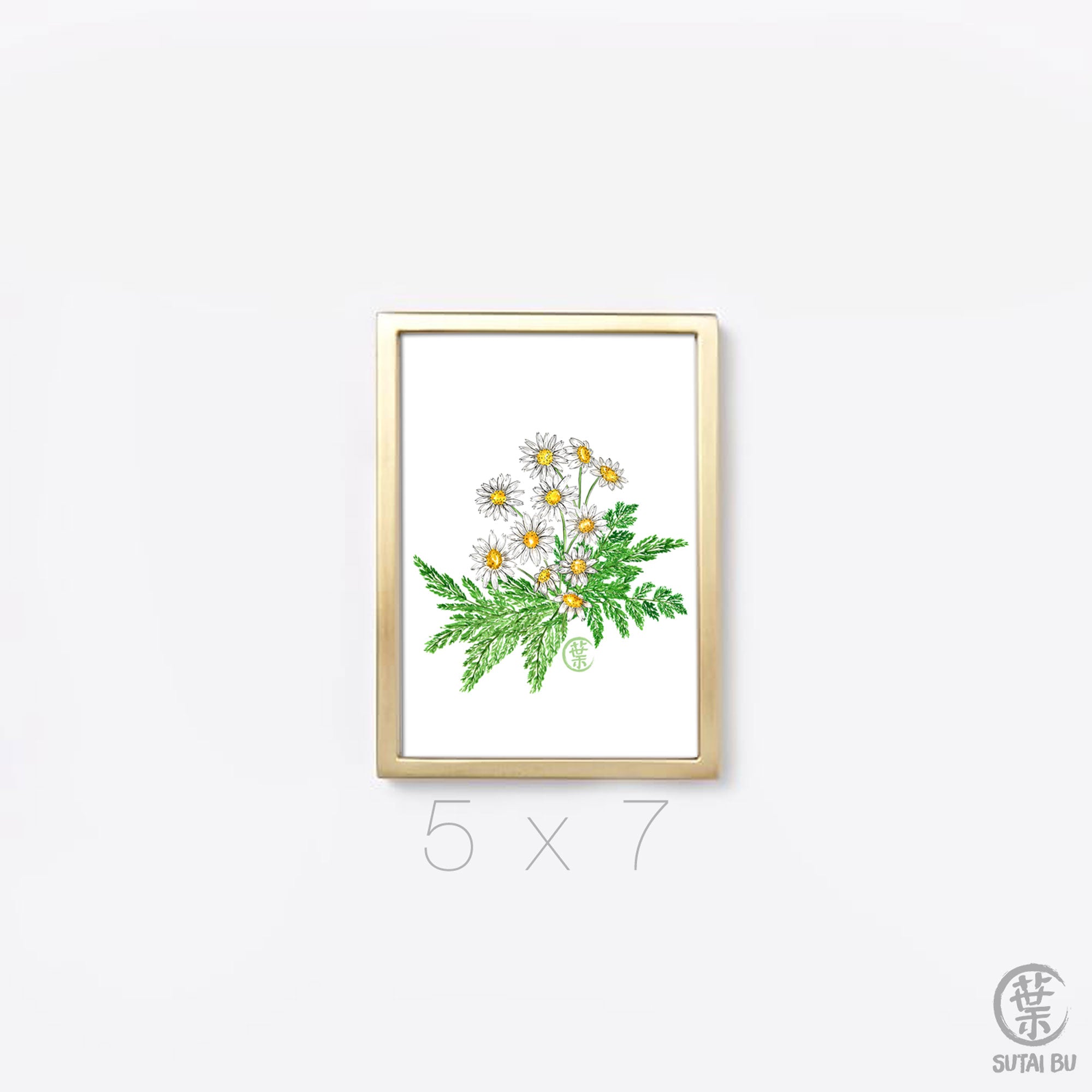 Daisy Fern