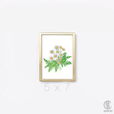 Daisy Fern