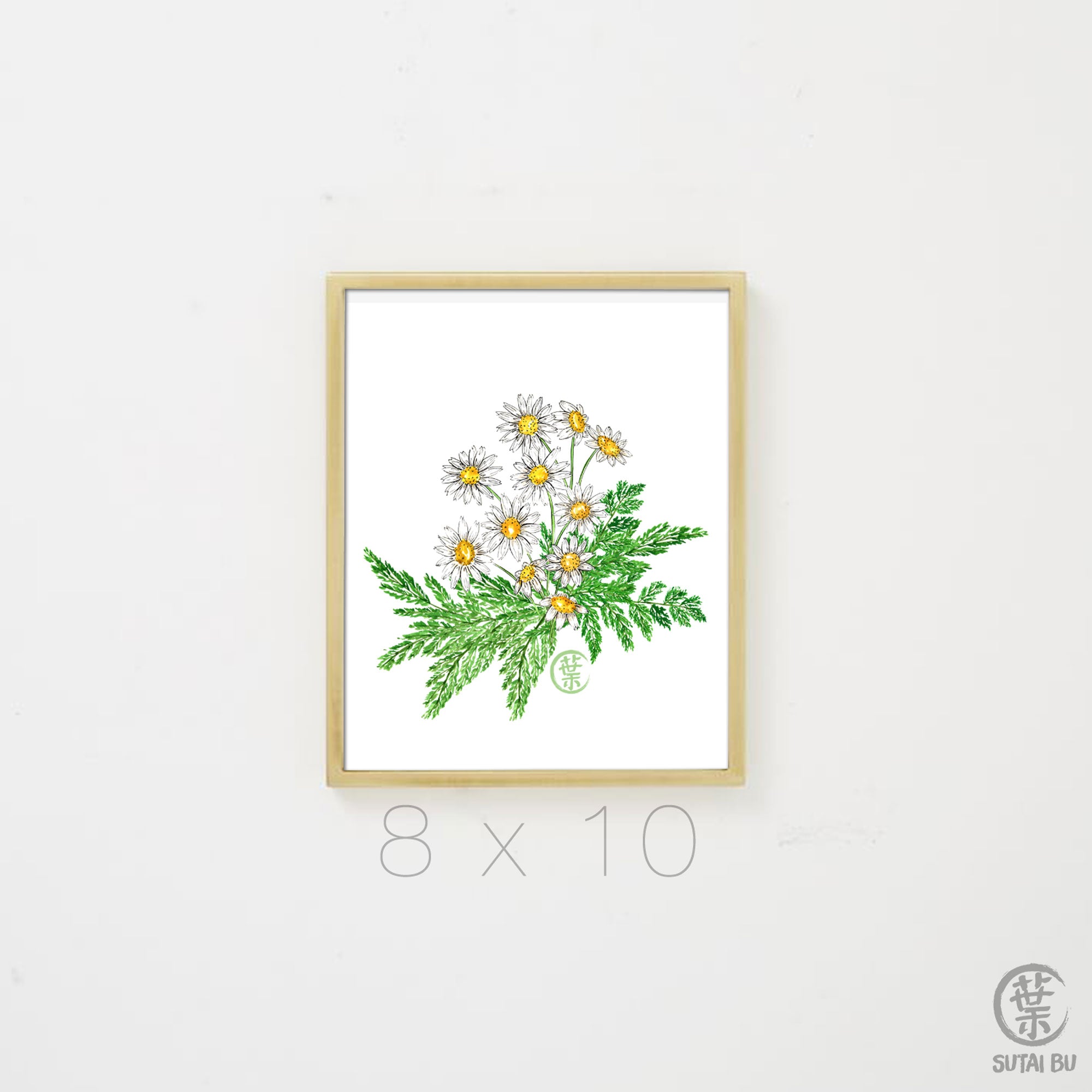 Daisy Fern