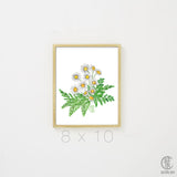 Daisy Fern