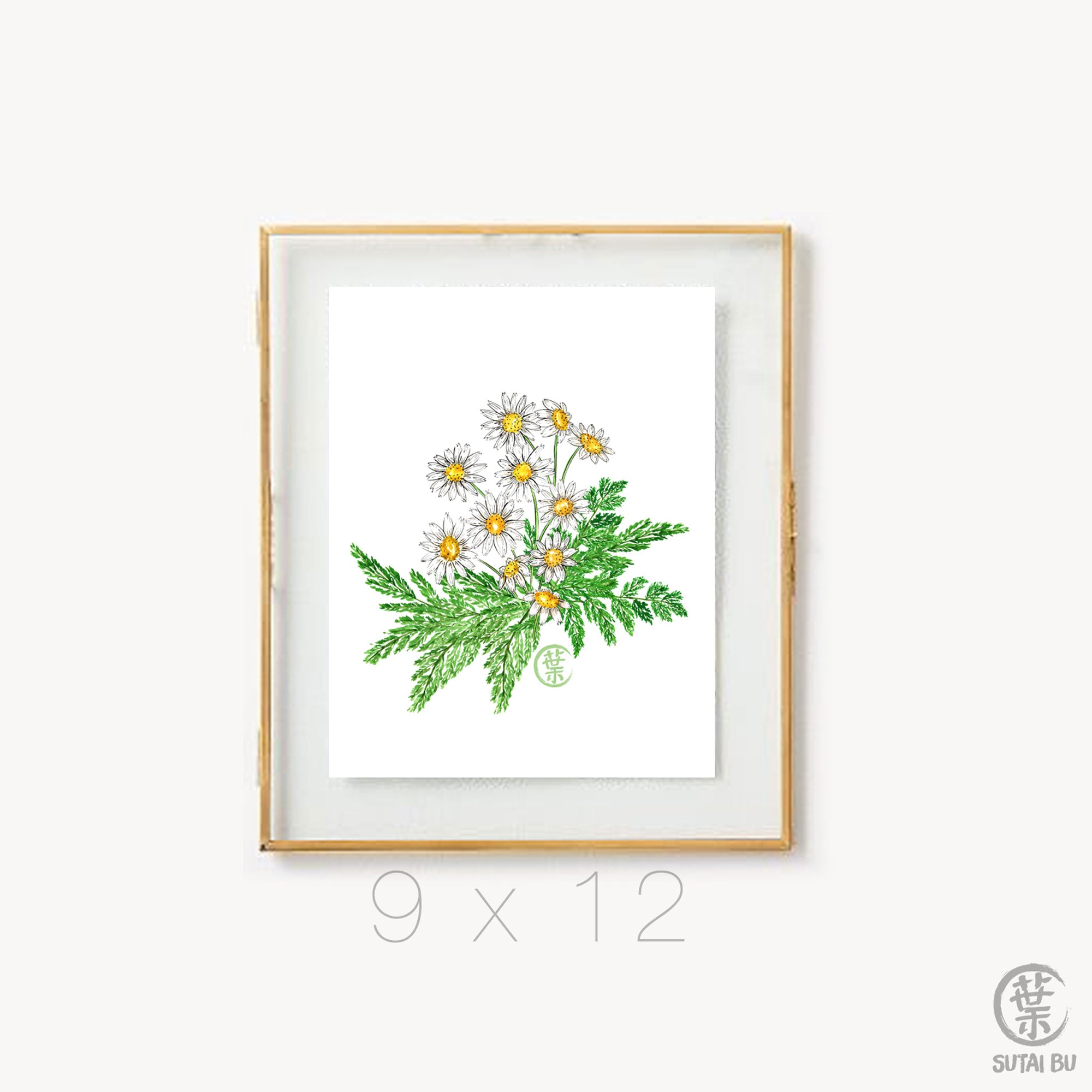 Daisy Fern