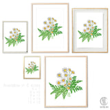 Daisy Fern