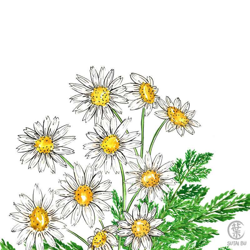 Daisy Fern
